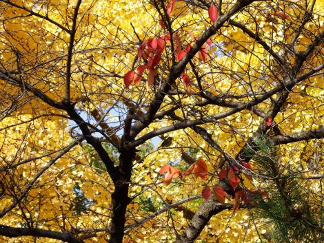 イチョウとメジロ