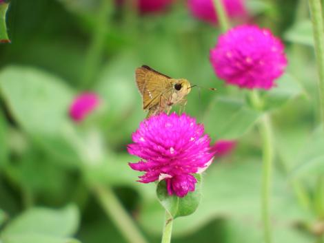 イチモンジセセリとセンニチコウ