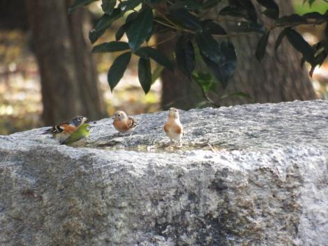 アトリ、メジロ