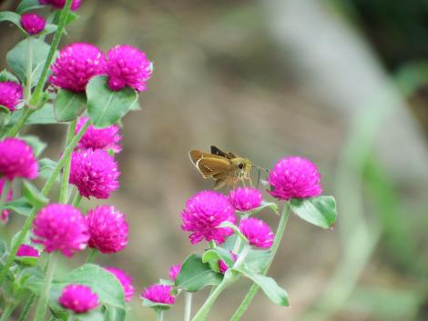 イチモンジセセリ