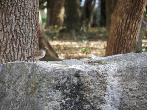シロハラ、アトリ
