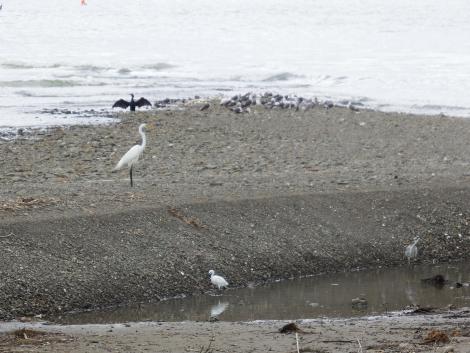 ウミネコ、カワウ、ダイサギ、コサギ、アオサギ