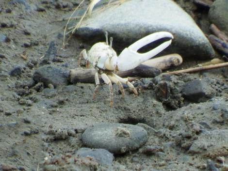 ハクセンシオマネキ