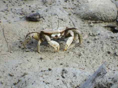 ヤマトオサガニ