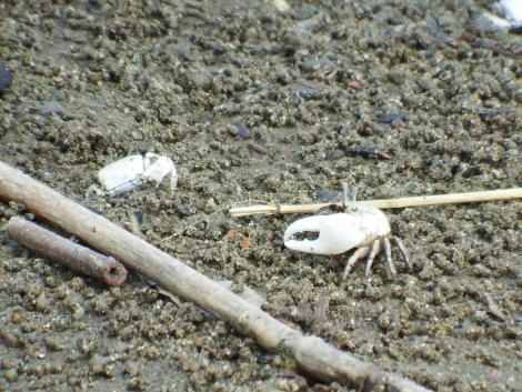 ハクセンシオマネキ