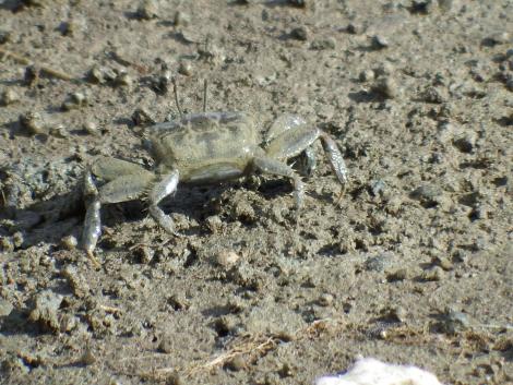 ヤマトオサガニ