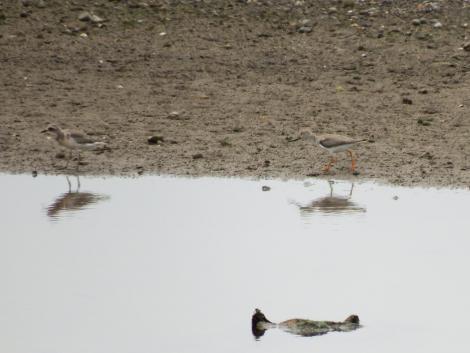 オオメダイチドリとソリハシシギ