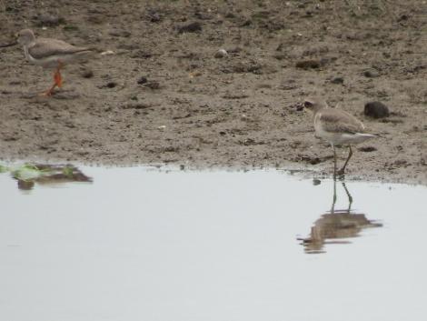 オオメダイチドリとソリハシシギ
