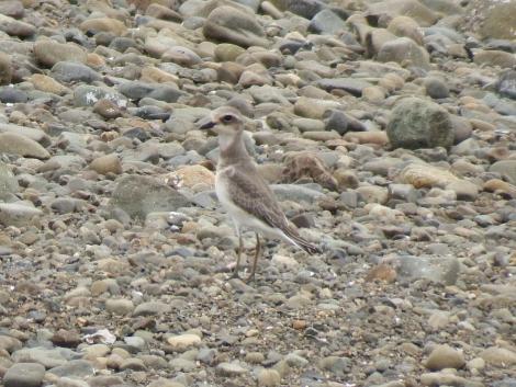 オオメダイチドリ