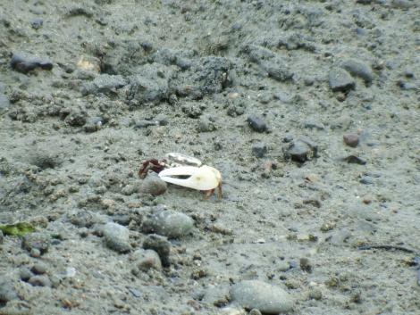 ハクセンシオマネキ