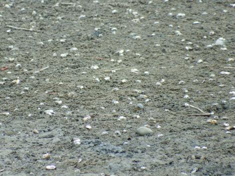 ハクセンシオマネキ