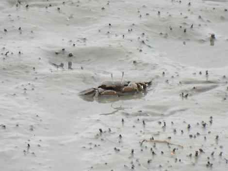 ヤマトオサガニ