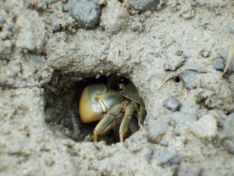 ヤマトオサガニ