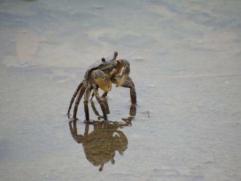 ヤマトオサガニ