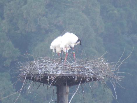 コウノトリJ0391とJ0294