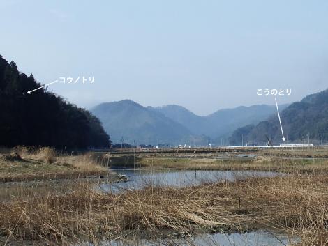 コウノトリとこうのとり