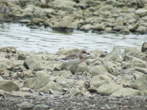 オオメダイチドリ