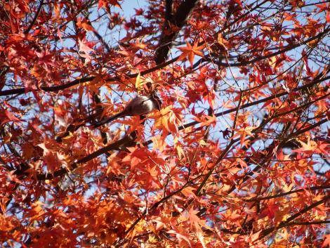 エナガともみじ