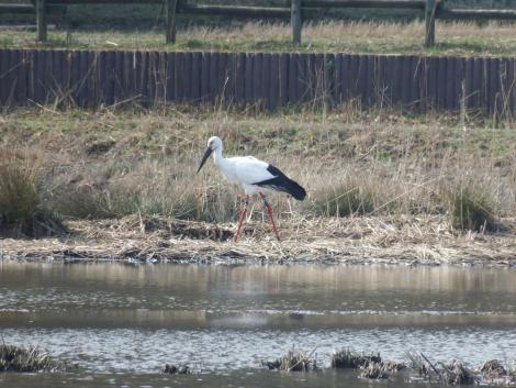 コウノトリJ0391