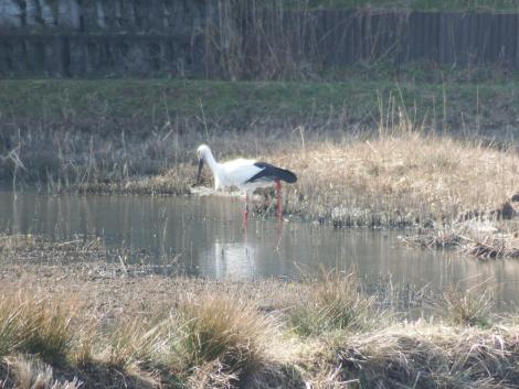 コウノトリJ0391