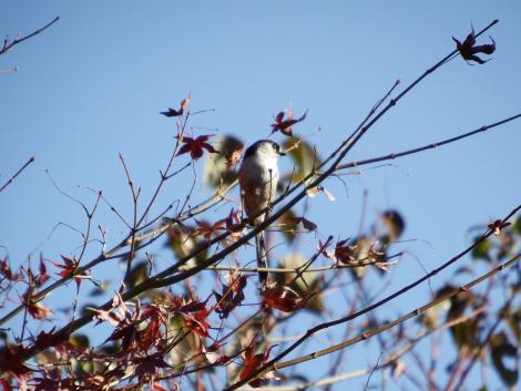 エナガともみじ