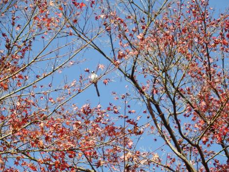 エナガともみじ