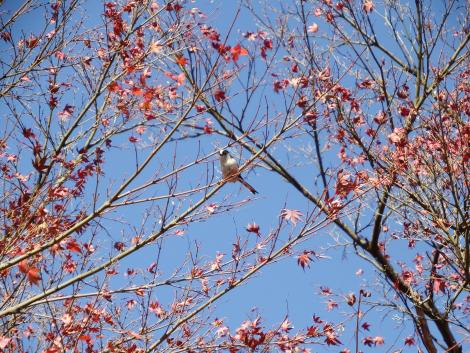 エナガともみじ
