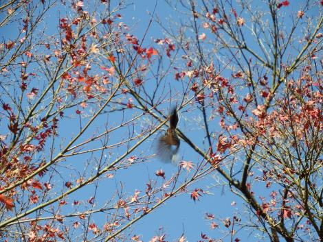 エナガともみじ