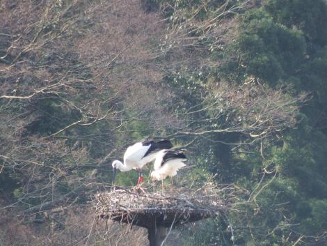 コウノトリJ0391とJ0294