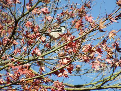 エナガともみじ