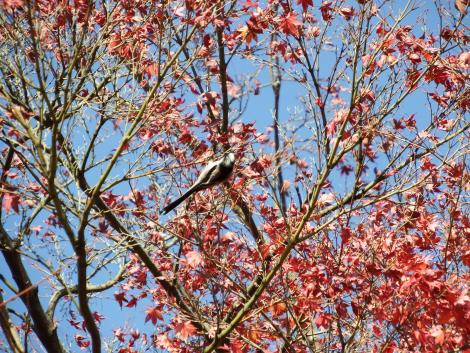 エナガともみじ