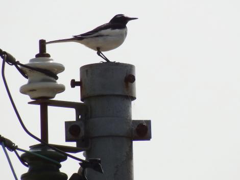 セグロセキレイ