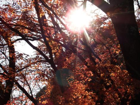 山科疏水のもみじ