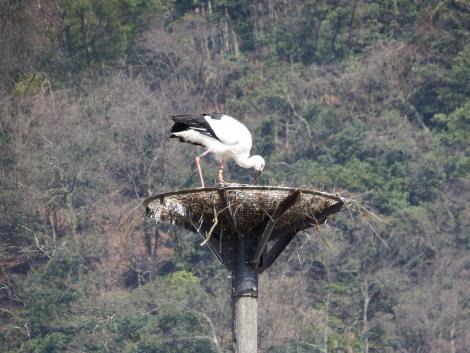 コウノトリJ0426