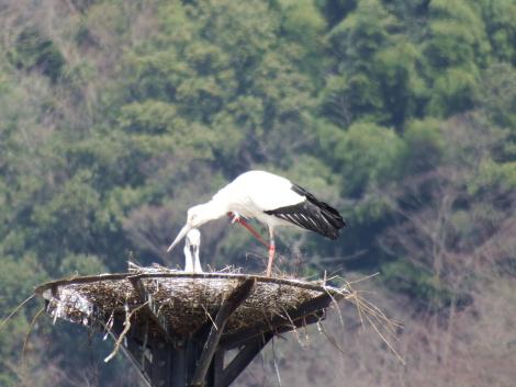 コウノトリJ0426とJ0017