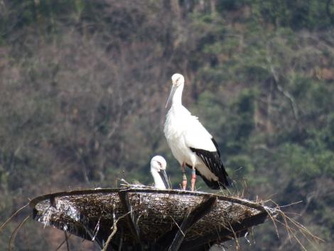 コウノトリJ0426とJ0017