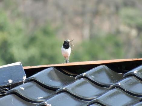 セグロセキレイ