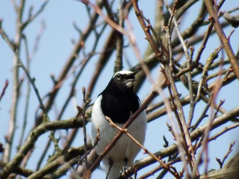 セグロセキレイ