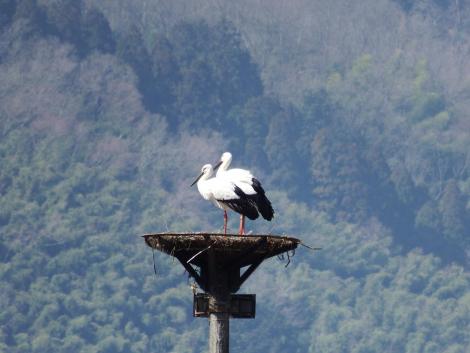 コウノトリJ0001とJ0362