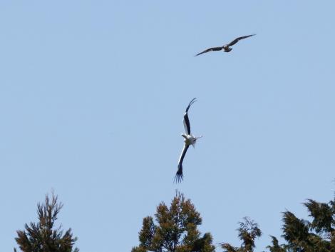 コウノトリとトビ