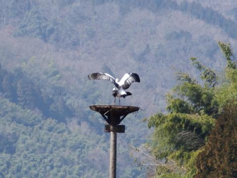 コウノトリJ0001とJ0362