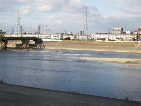 大和川のユリカモメ
