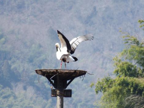 コウノトリJ0001とJ0362