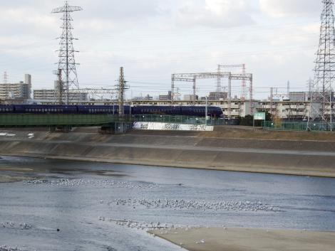 南海ラピートとユリカモメ