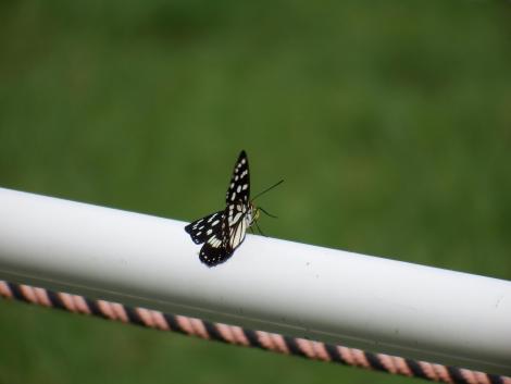 ゴマダラチョウ