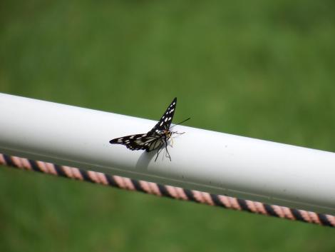 ゴマダラチョウ