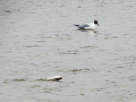ユリカモメとボラ