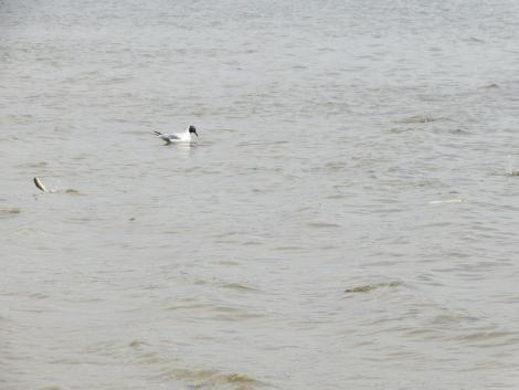 ユリカモメとボラ