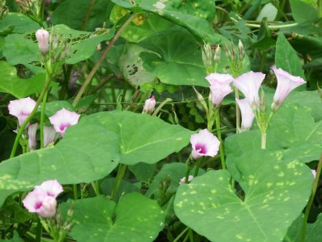 ベニバナマメアサガオ