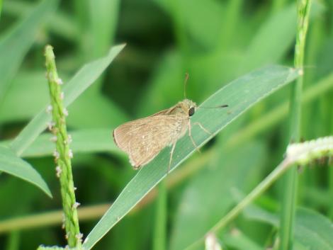 チャバネセセリ